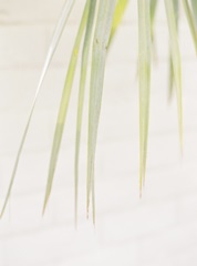 Palm Leaves I