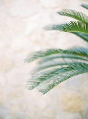 Palm Leaves II