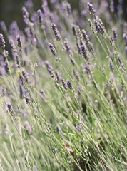 Wild Lavender