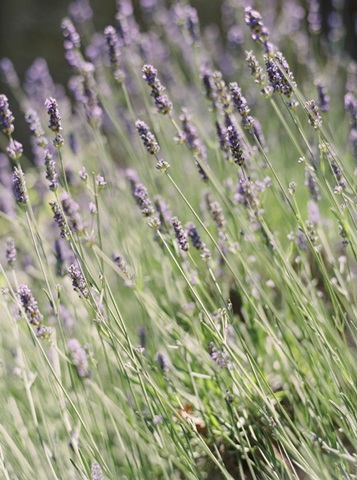 Wild Lavender
