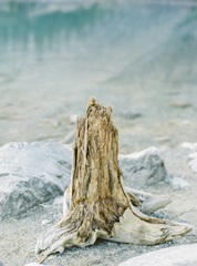 Moraine Lake Driftwood
