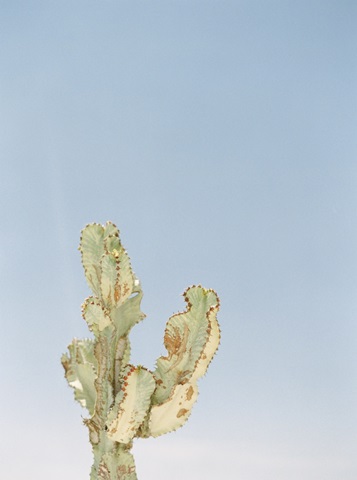 Cactus And Blue Sky