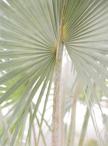 Palm Leaf