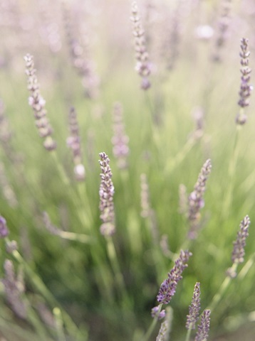 Lavender Field I