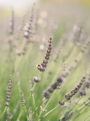 Lavender Field II