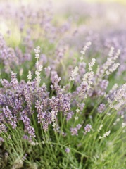 Lavender Field III