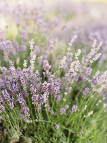 Lavender Field III