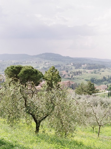 Roadside Olive Grove