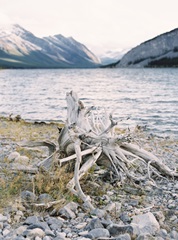 Lakeside Driftwood I