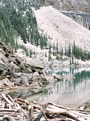 Lakeside Driftwood II