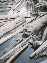 Lakeside Driftwood III