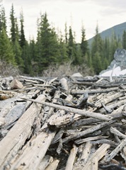 Lakeside Driftwood IV