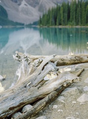 Lakeside Driftwood V