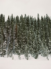 Christmas Tree Forest