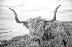 Highland Cows II