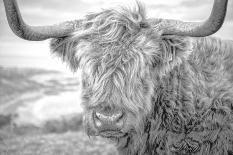 Highland Cows III