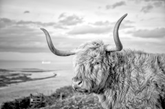 Highland Cows IV