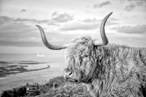 Highland Cows IV