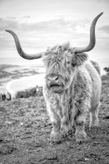 Highland Cows VI