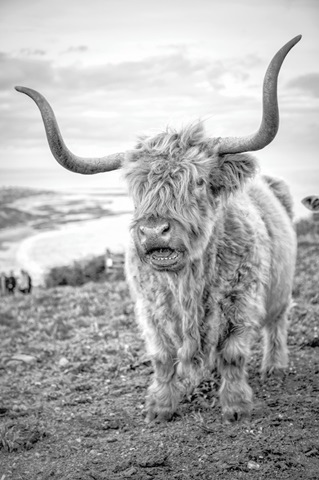 Highland Cows VI