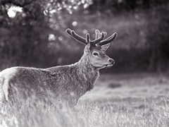 Velvet Antlers II