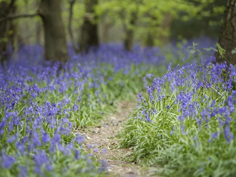 Bluebell Walk I