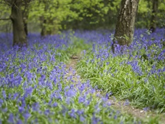 Bluebell Walk II