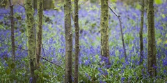 Bluebell Walk IV