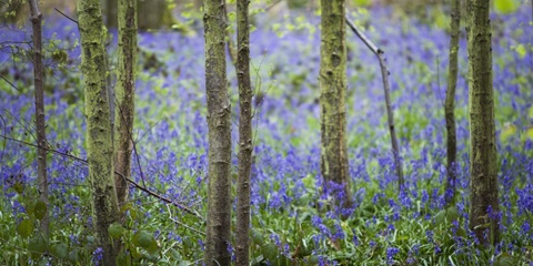 Bluebell Walk IV