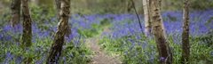 Bluebell Walk V