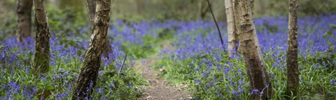 Bluebell Walk V