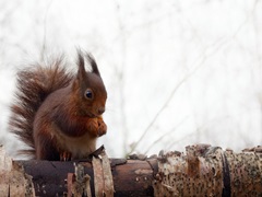 Red Squirrel