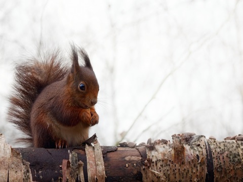 Red Squirrel