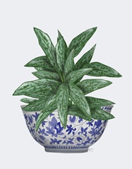 Blue Chinoiserie Bowl with Chinese Evergreen