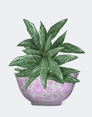 Pink Chinoiserie Bowl with Chinese Evergreen