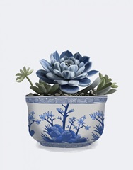 Echeveria in Blue 3