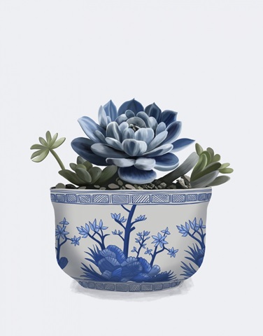 Echeveria in Blue 3
