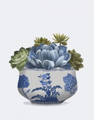 Echeveria in Blue 4