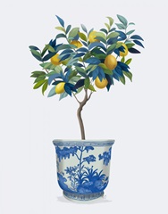 Lemon Tree in Planter 1