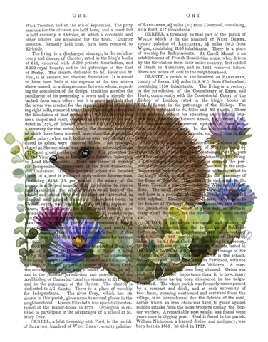 Hedgehog In Flowers