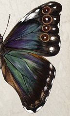 Purple Winged Study II