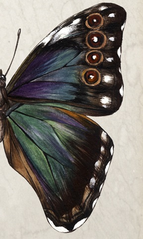 Purple Winged Study II