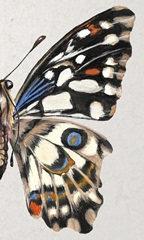 Stained Glass Butterfly Wing Study II