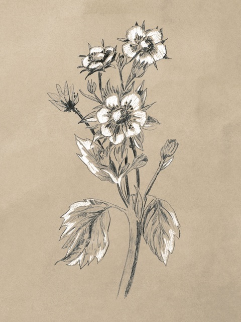 Vintage Botanical Sketch I