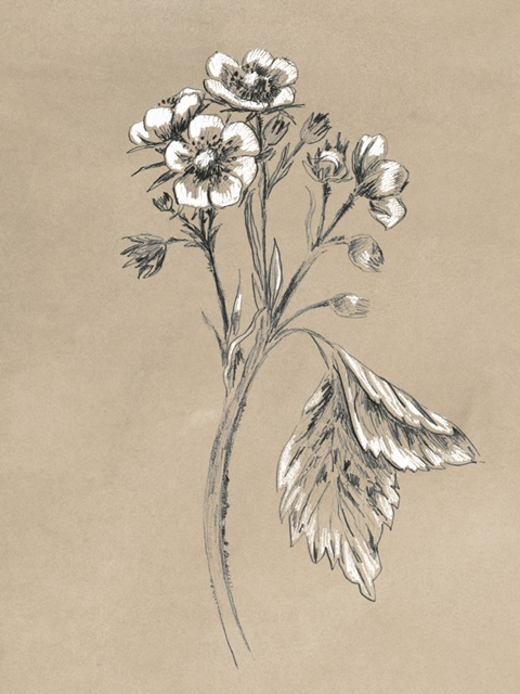 Vintage Botanical Sketch II