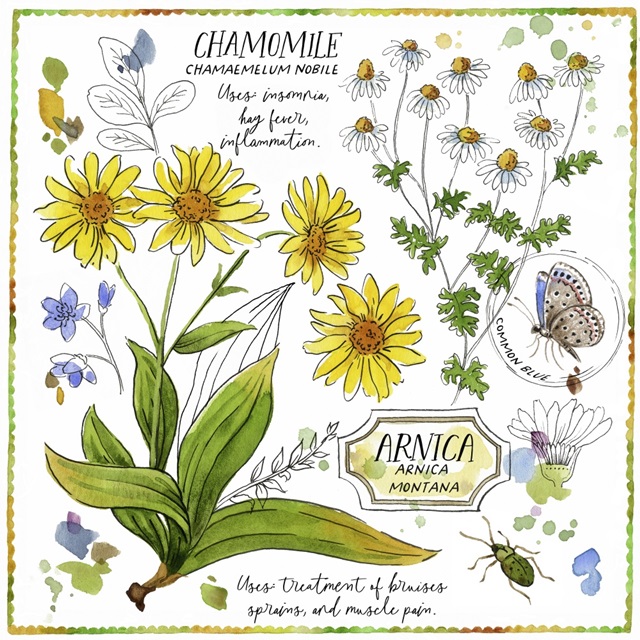 Chamomile and Arnica