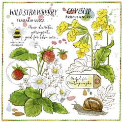 Cowslip and Strawberry