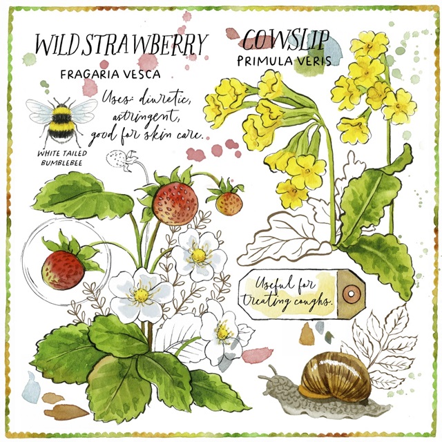 Cowslip and Strawberry