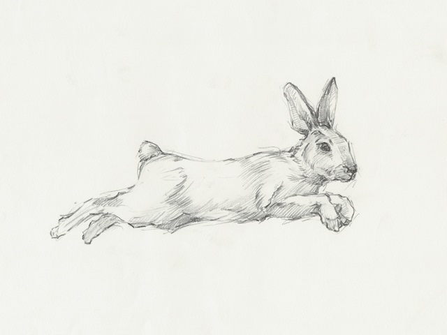 Hare Pencil Study I