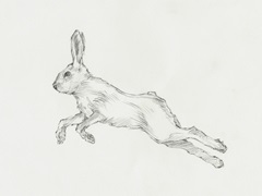 Hare Pencil Study II